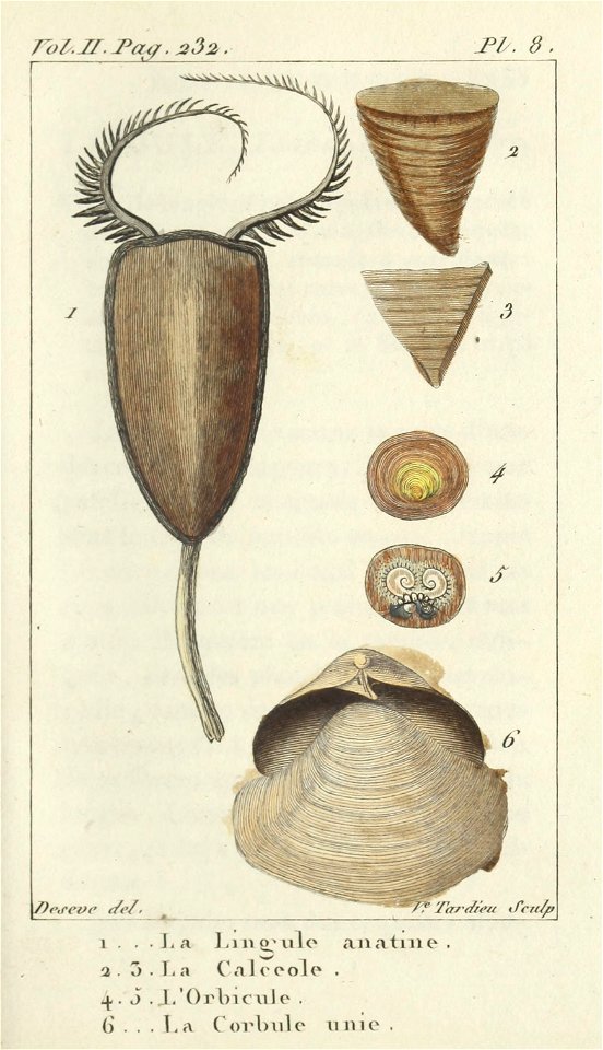 Bosc 1802 Coquilles Volume 2 0257 Plate 8