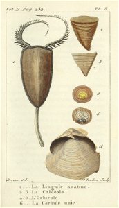 Bosc 1802 Coquilles Volume 2 0257 Plate 8