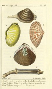 Bosc 1802 Coquilles Volume 3 0051 Plate 18