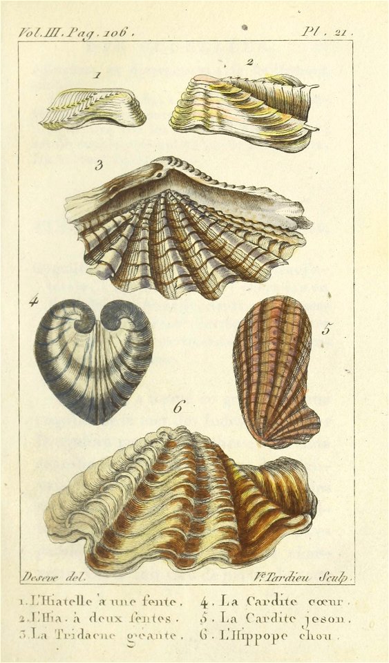 Bosc 1802 Coquilles Volume 3 0141 Plate 21