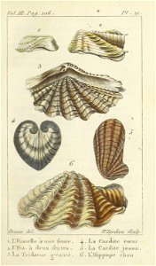 Bosc 1802 Coquilles Volume 3 0141 Plate 21