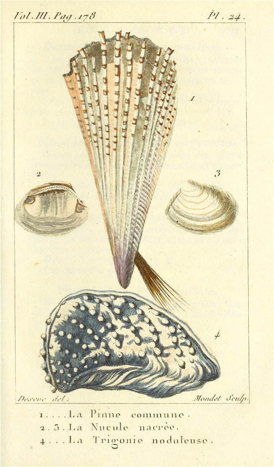 Bosc 1802 Coquilles Volume 3 0207 Plate 24