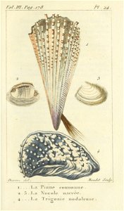 Bosc 1802 Coquilles Volume 3 0207 Plate 24