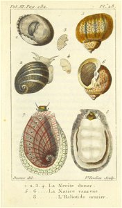 Bosc 1802 Coquilles Volume 3 0319 Plate 28
