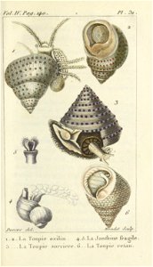 Bosc 1802 Coquilles Volume 4 0191 Plate 31
