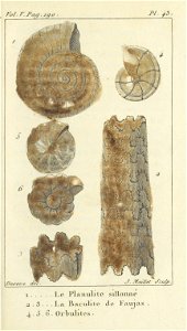 Bosc 1802 Coquilles Volume 5 0211 Plate 43