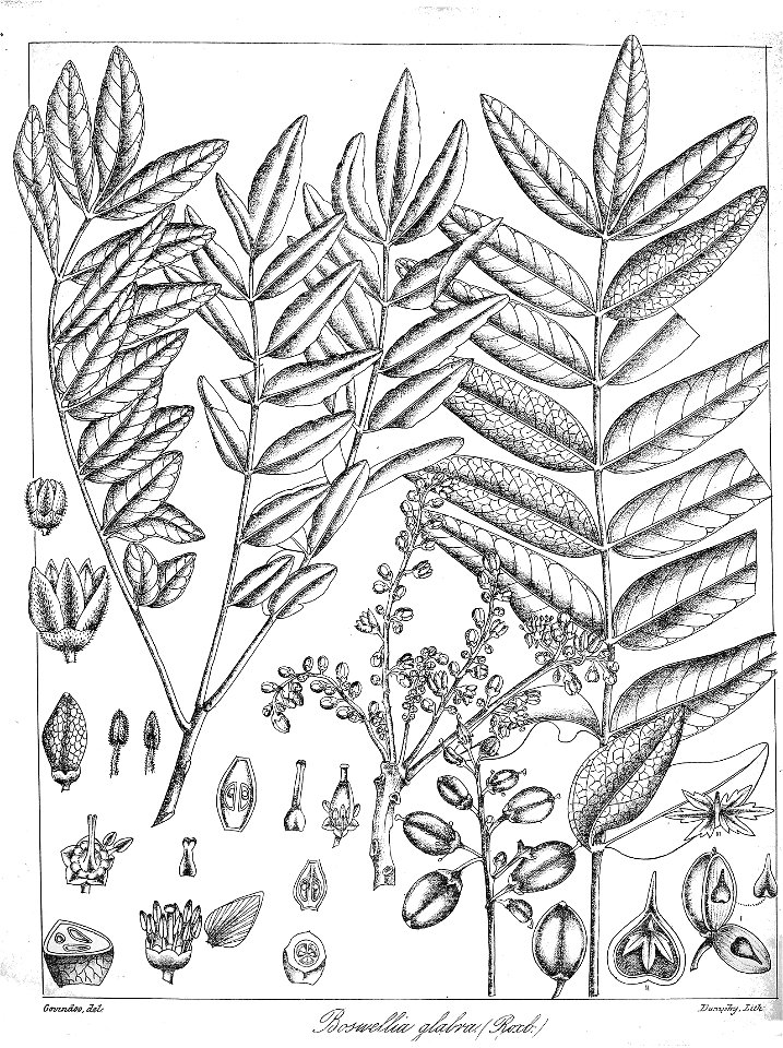 Boswellia glabra Govindoo