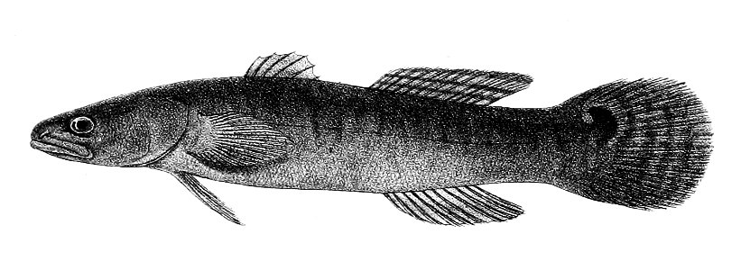 Bostrichthys sinensis Ford 65