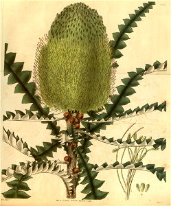 Botanical Magazine 3052 Banksia speciosa. Free illustration for personal and commercial use.