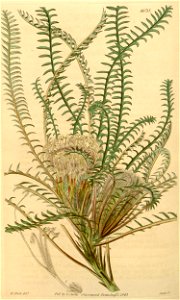 Botanical Magazine 4035 Dryandra arctotidis(pl)
