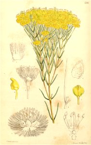 Botanical Magazine 5286 Verticordia nitens (plate)