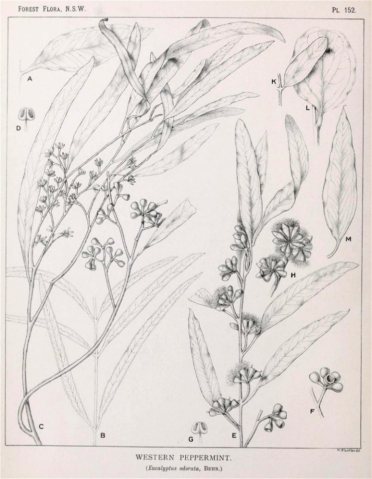 Botanical Illustration of Eucalyptus odorata