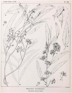 Botanical Illustration of Eucalyptus odorata