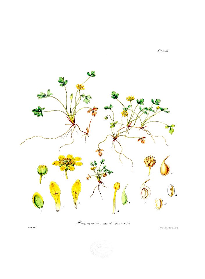 Botany of Antarctica-PL002-0009