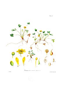 Botany of Antarctica-PL002-0009