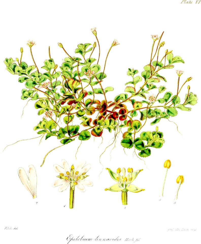 Botany of Antarctica-PL006-0017-cropped
