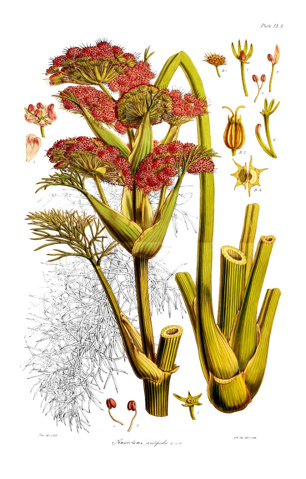 Botany of Antarctica-PL009-0025
