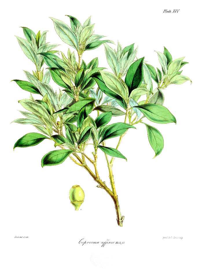 Botany of Antarctica-PL014-0033
