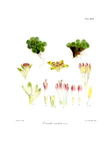 Botany of Antarctica-PL018-0041