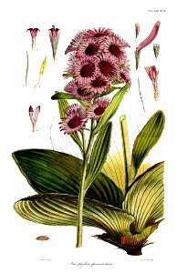 Botany of Antarctica-PL022-0051