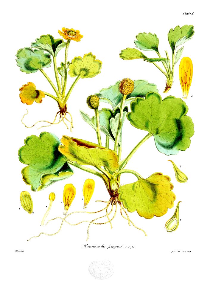Botany of Antarctica-PL001-0007