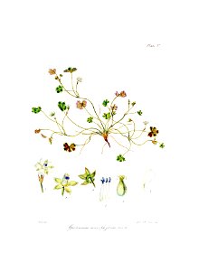 Botany of Antarctica-PL005-0015