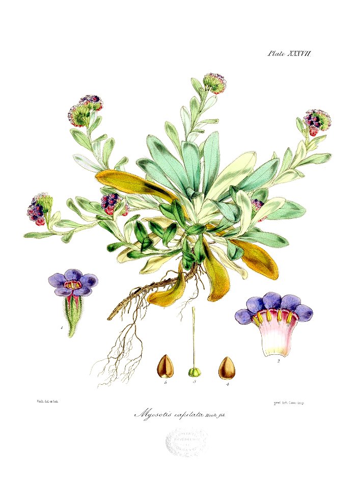 Botany of Antarctica-PL037-0079