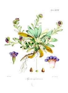 Botany of Antarctica-PL037-0079