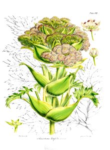 Botany of Antarctica-PL007-0021