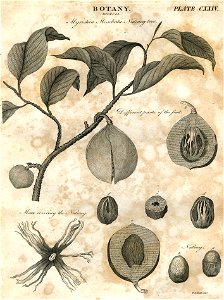 Botany plate 124 britannica 5th edition 1817 engraved by William Miller for William Archibald