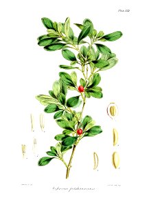 Botany of Antarctica-PL013-0031