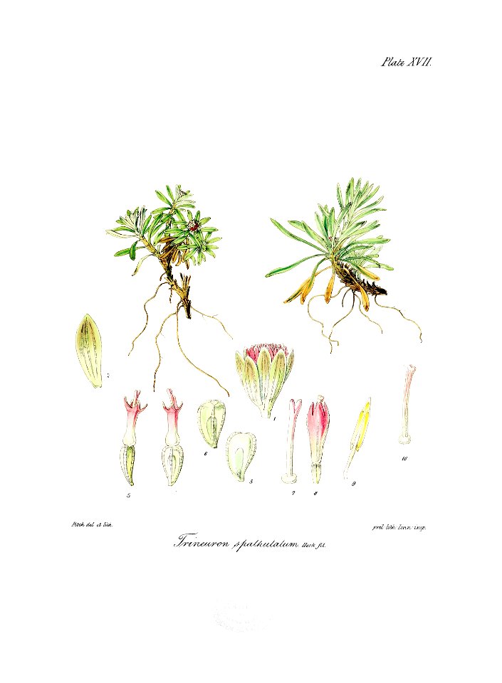 Botany of Antarctica-PL017-0039