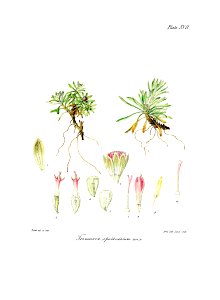 Botany of Antarctica-PL017-0039