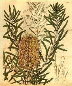 Botanical Magazine 3060 Banksia littoralis. Free illustration for personal and commercial use.