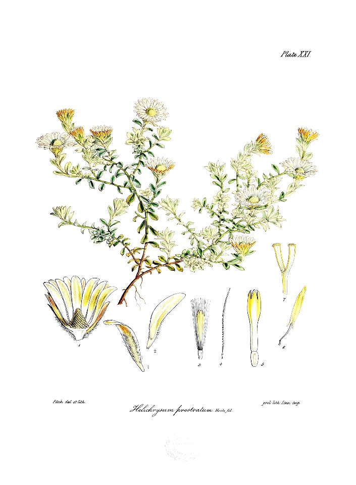 Botany of Antarctica-PL021-0047