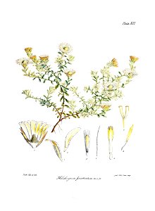 Botany of Antarctica-PL021-0047