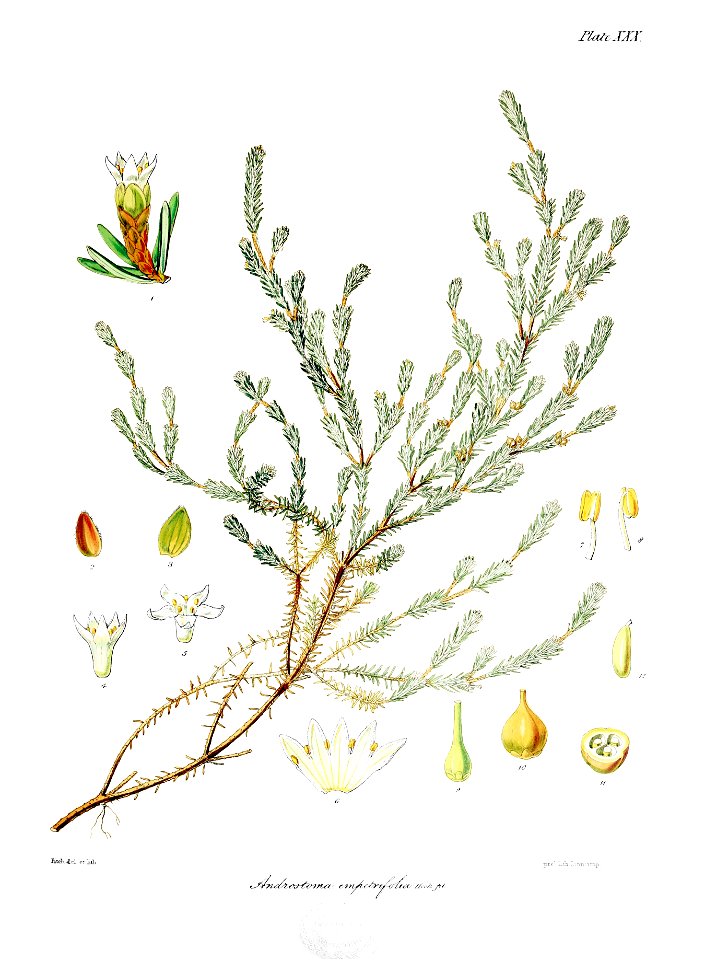 Botany of Antarctica-PL030-0065
