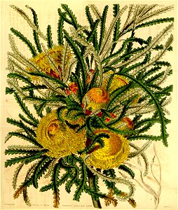 Botanical Magazine 4102 Dryandra formosa(pl). Free illustration for personal and commercial use.