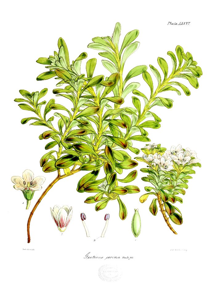 Botany of Antarctica-PL036-0077