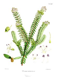 Botany of Antarctica-PL041-0087