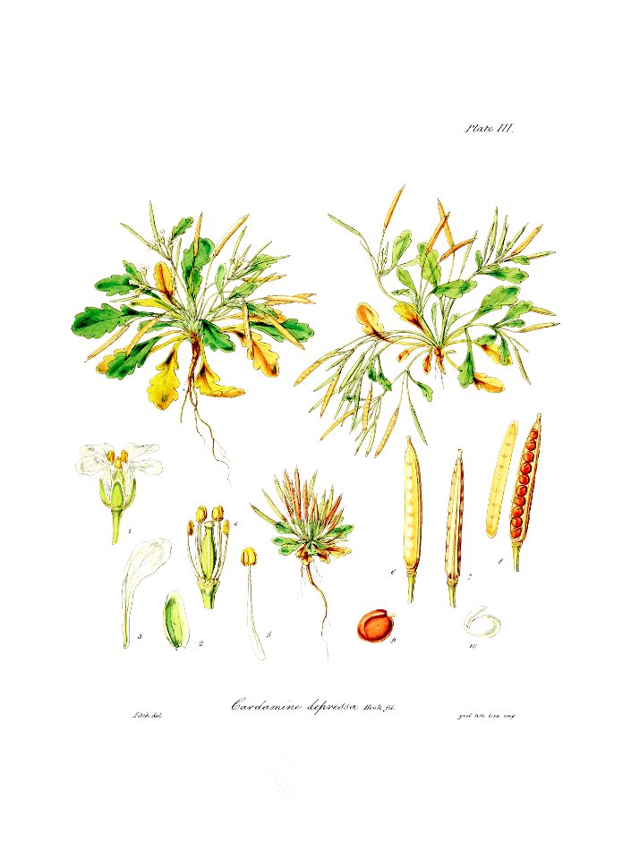 Botany of Antarctica-PL003-0011
