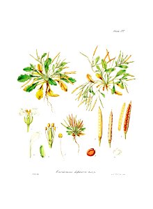 Botany of Antarctica-PL003-0011