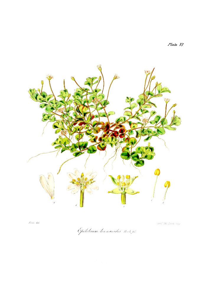 Botany of Antarctica-PL006-0017