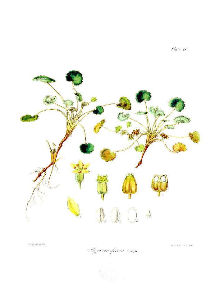 Botany of Antarctica-PL011-0027