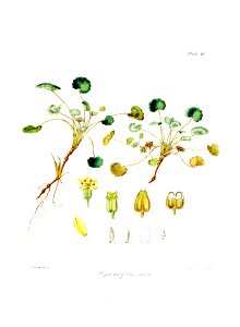 Botany of Antarctica-PL011-0027