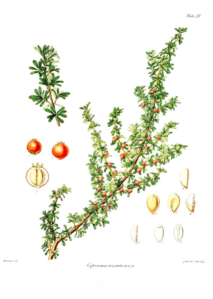 Botany of Antarctica-PL015-0035
