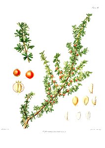 Botany of Antarctica-PL015-0035