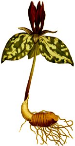 BotMag-0040-0091-Trillium sessile