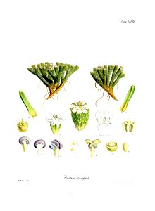 Botany of Antarctica-PL028-0061