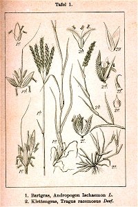 Bothriochloa ischaemum Tragus racemosus Sturm03001
